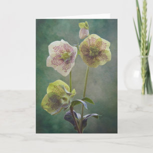 Tarjeta Helleborus