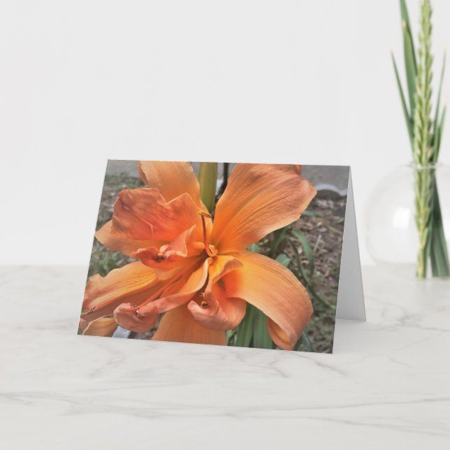 Tarjeta Hemerocallis, 'Tangerine Truffles' (Anverso)