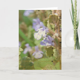 Tarjeta Henbit