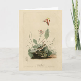 Tarjeta Henslow's Bunting (resplandor), Audubon Birds Amer