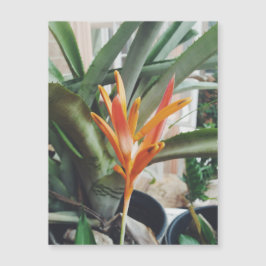 Tarjeta herbérgica perenne Parrots Beak Heliconia