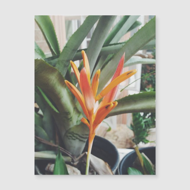 Tarjeta herbérgica perenne Parrots Beak Heliconia (Anverso)