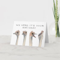 Herd es tu cumpleaños | Aves de avestruz