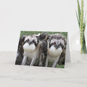 Tarjeta Hermanos de Osprey
