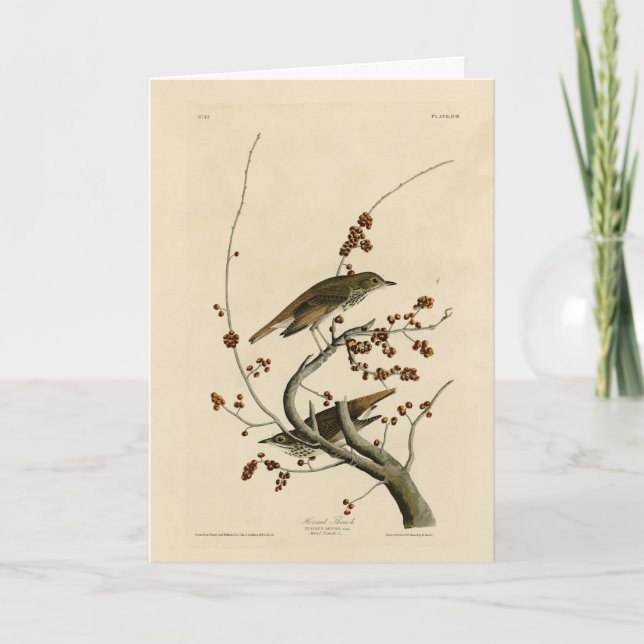 Tarjeta Hermit Thrush de los pájaros de América de Audubon (Anverso)