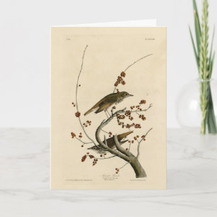 Tarjeta Hermit Thrush de los pájaros de América de Audubon