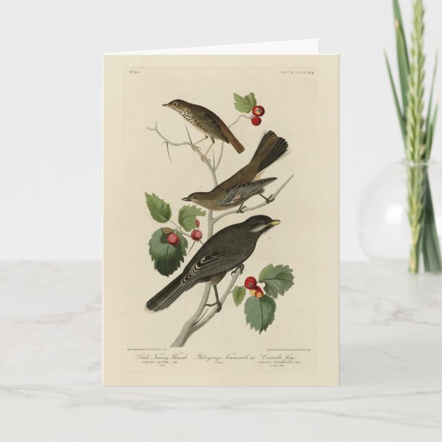 Tarjeta Hermit Thrush, los pájaros de Estados Unidos del g (Anverso)