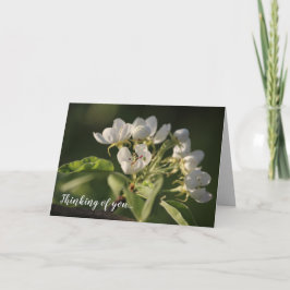 Tarjeta Hermosa Blossom Blanco Pear