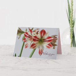 Tarjeta Hermosa flor de Amaryllis y cumpleaños de crema