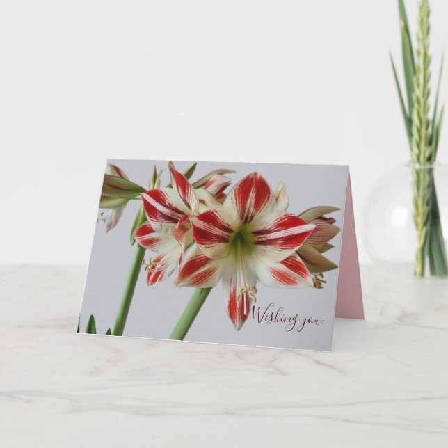 Tarjeta Hermosa flor de Amaryllis y cumpleaños de crema (Anverso)