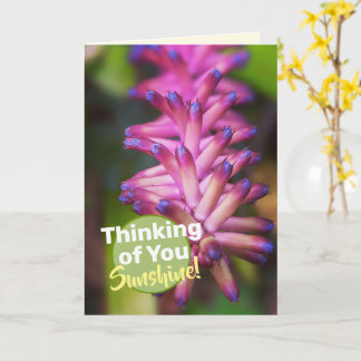 Tarjeta Hermosa Flor de Planta de Fósforo Rosa Púrpura