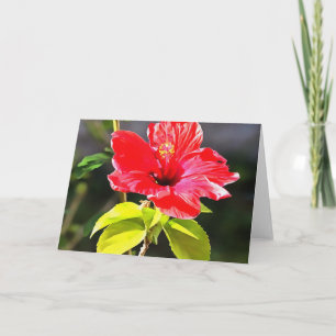 Tarjeta Hermosa Flor Tropical Roja Artística Hibiscus