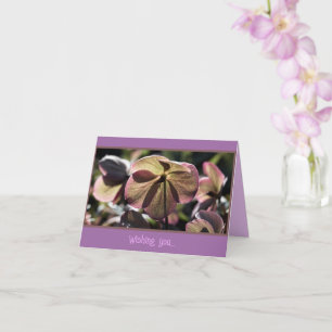 Tarjeta Hermosa Hellbore Flower Birday