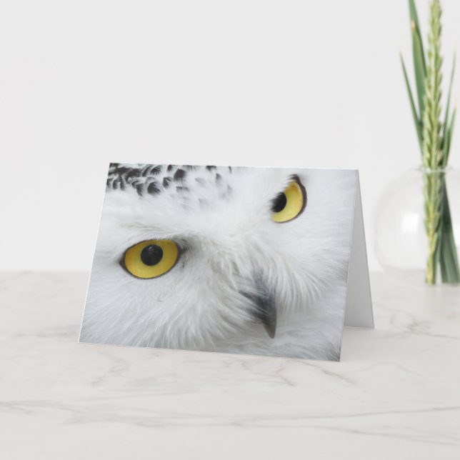 Tarjeta Hermosa Lechuza Snowy Eyes Happy Birday Card (Anverso)