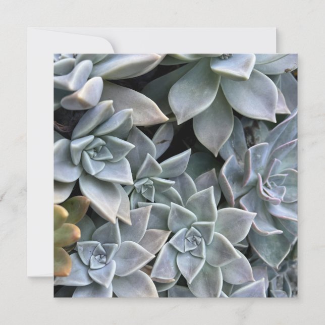 Tarjeta Hermosa y exitosa foto de una planta (Anverso)