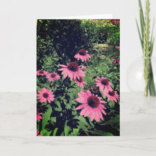 Tarjeta Hermosas Flores De Cono En Un Jardín Púrpura Rosa
