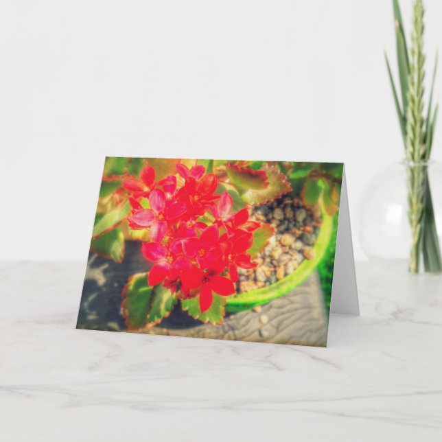 Tarjeta Hermosas Flores Rojas en Flor (Anverso)