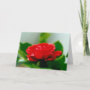 Tarjeta Hermosas gotas de rocío matutino en rosa roja
