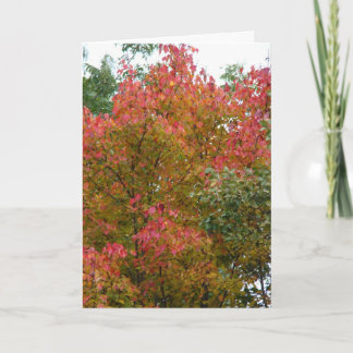 Tarjeta Hermoso árbol, la belleza de Dios