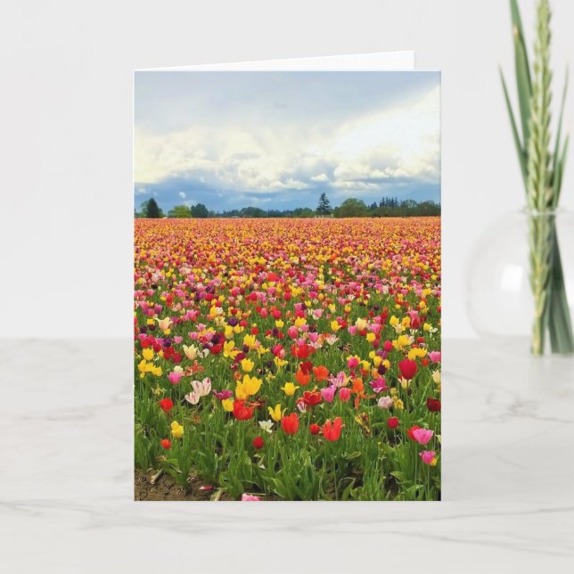 Tarjeta Hermoso Campo Tulipán, Oregón (Anverso)