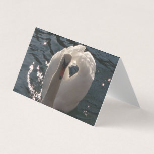 Tarjeta Hermoso cisne blanco
