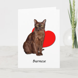 Tarjeta Hermoso gato birmano dorado Moggy amor