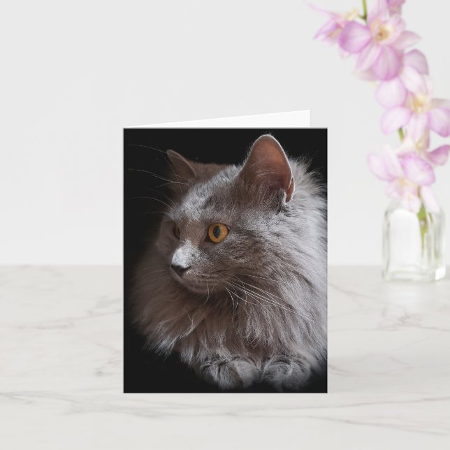 Tarjeta Hermoso gato gris ruso azul Nebelung en blanco (Orquídea)