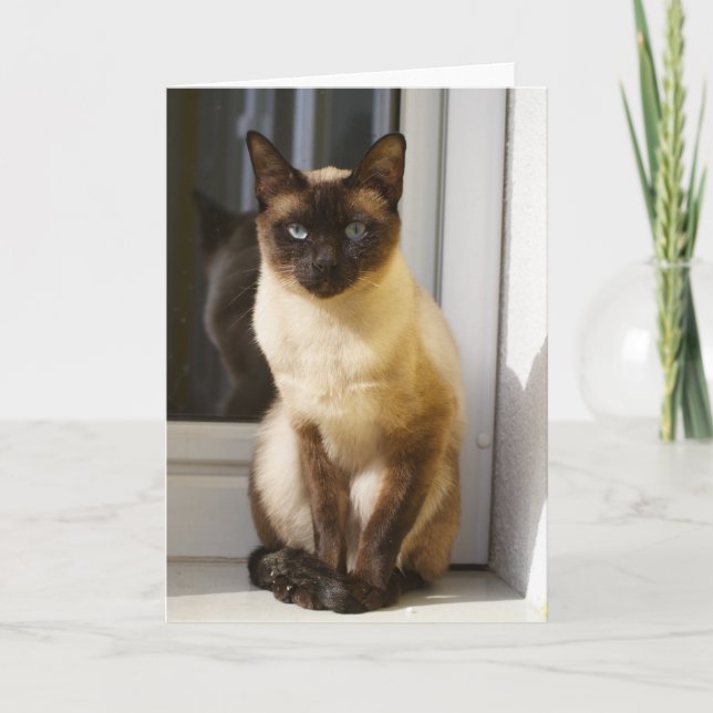 Tarjeta Hermoso gato siamés (Anverso)