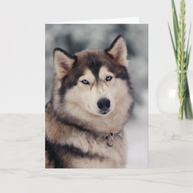 Tarjeta Hermoso Husky al aire libre (Anverso)