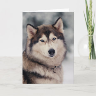 Tarjeta Hermoso Husky al aire libre
