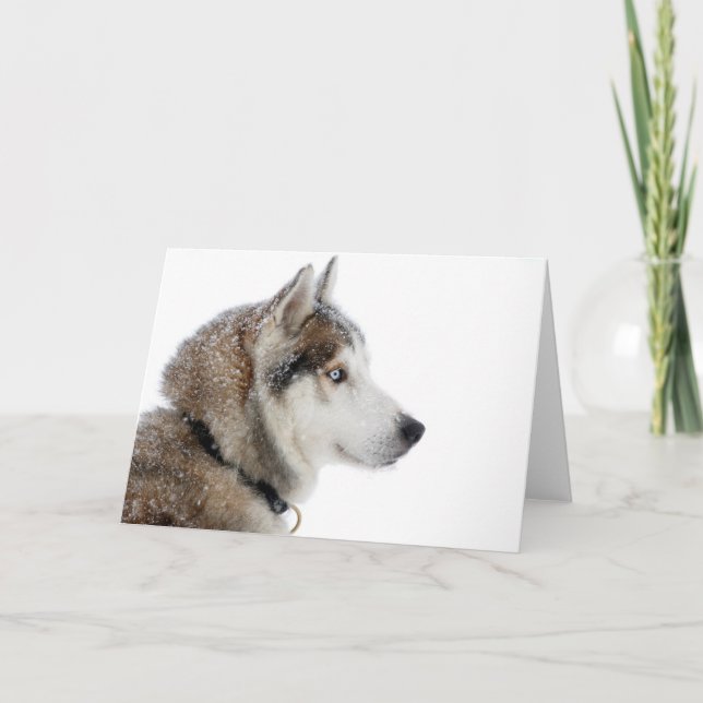 Tarjeta Hermoso Husky Siberiano en la Nieve (Anverso)