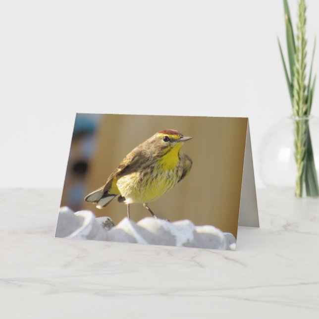 Tarjeta Hermoso pájaro trasero - Palm Warbler (Anverso)