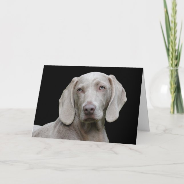 Tarjeta Hermoso perro de caza de Weimaraner (Anverso)