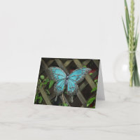 HERMOSOS CONGRAMOS DE MARIPOSAS SOBRE COMPROMISO