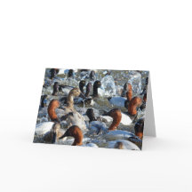 Hermosos pavos salvajes - Respaldos y Scaup