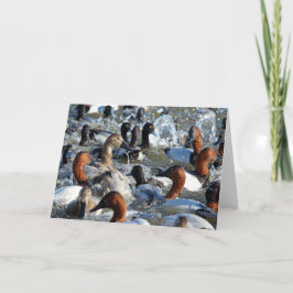 Tarjeta Hermosos pavos salvajes - Respaldos y Scaup