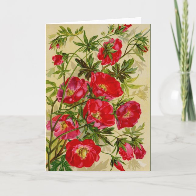 Tarjeta Hermosos Rosas Notecards de Cherry Red Wild (Anverso)