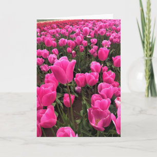 Tarjeta Hermosos Tulipanes Rosados, Oregón