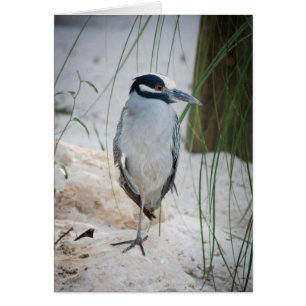 Tarjeta Heron de noche