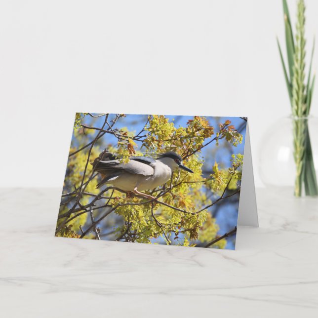 Tarjeta Heron Nocturna de Crowne Negro (Anverso)