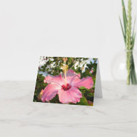 Hibisco - L