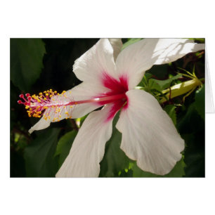 Tarjeta Hibiscus