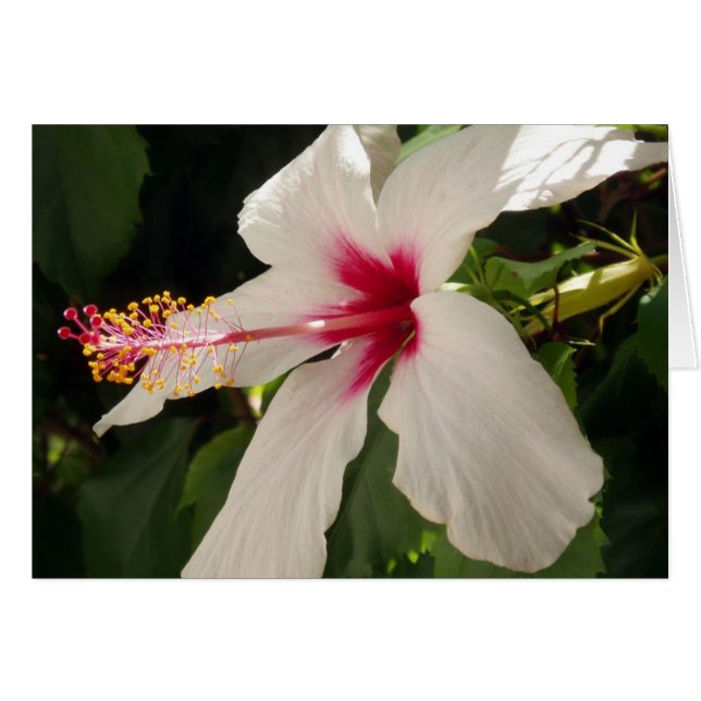 Tarjeta Hibiscus (Anverso (Horizontal))