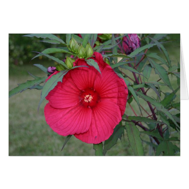 Tarjeta Hibiscus (Anverso (Horizontal))