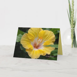 Tarjeta Hibiscus Bloom Amarillo
