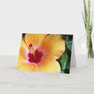 Tarjeta Hibiscus, Naranja amarillo