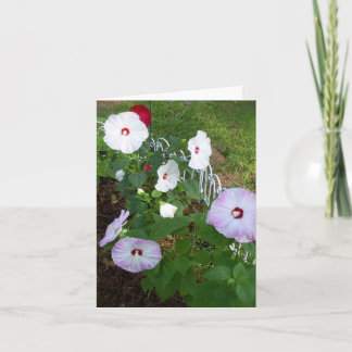 Tarjeta Hibiscus notecard, variedad