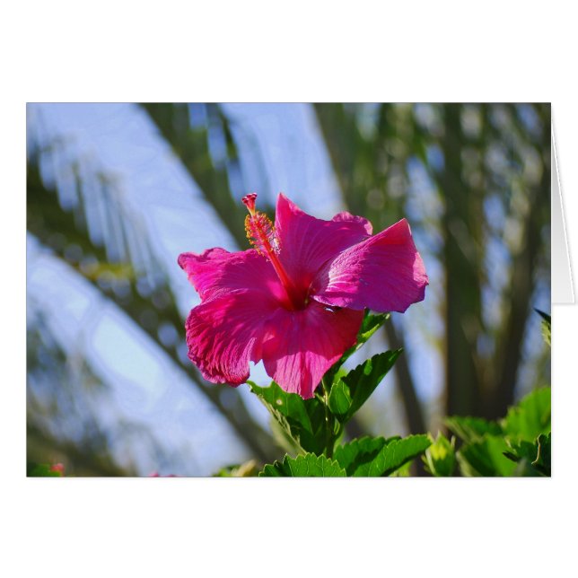 Tarjeta Hibiscus Pink Hot (Anverso (Horizontal))