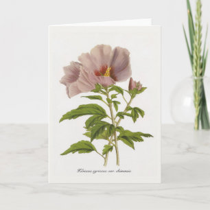 Tarjeta Hibiscus syriacus var. chinensis por Louis-Aristid