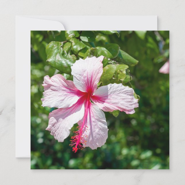 Tarjeta Hibiscus Tropical Flower Flower Greeday (Anverso)